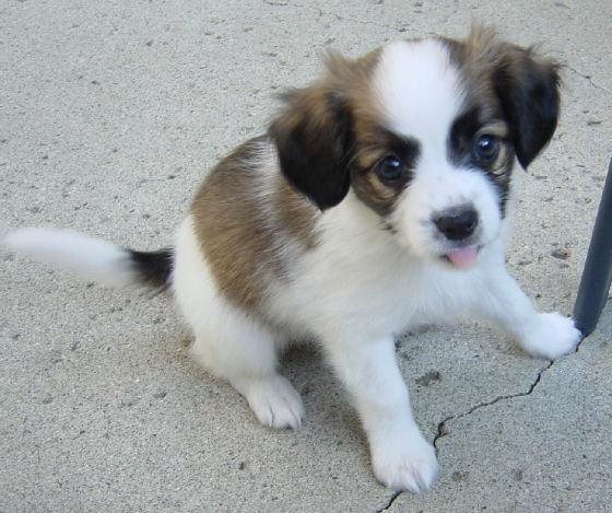 07162005066littlegirl.jpg