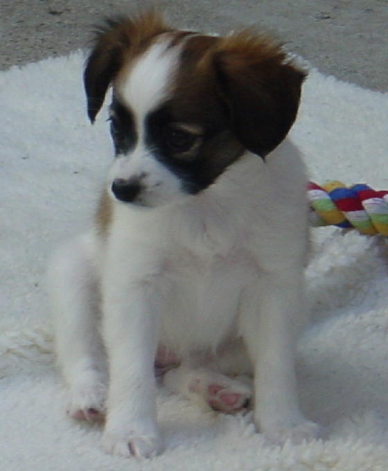 07162005095diamond.jpg