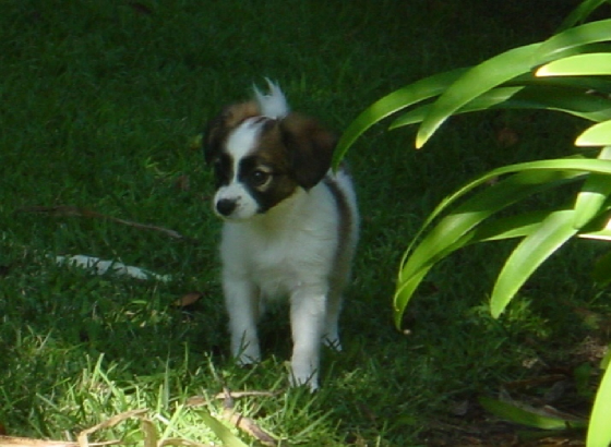 080505063fweckels.jpg