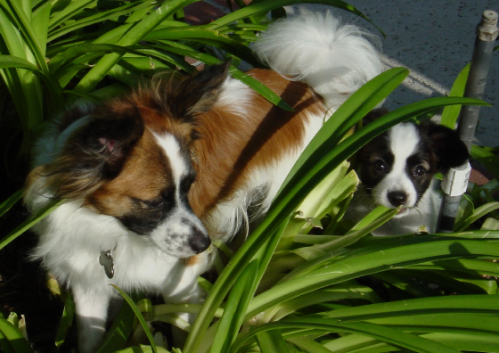080505086ilotandblackiebushes.jpg