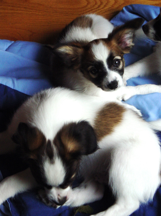 080505098blackieandflowervert.jpg