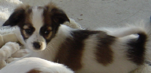 81605002fweckels.jpg