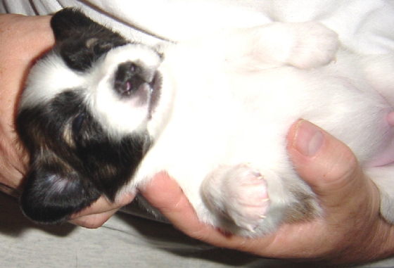 bellyrub2062605.jpg