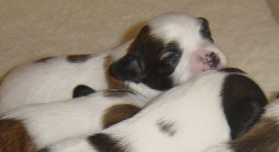 june20050912weeksold.jpg